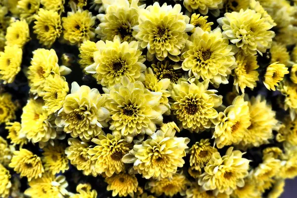 Crisantemos Color Amarillo Ramo Primer Plano Tarjeta Felicitación Para Boda — Foto de Stock