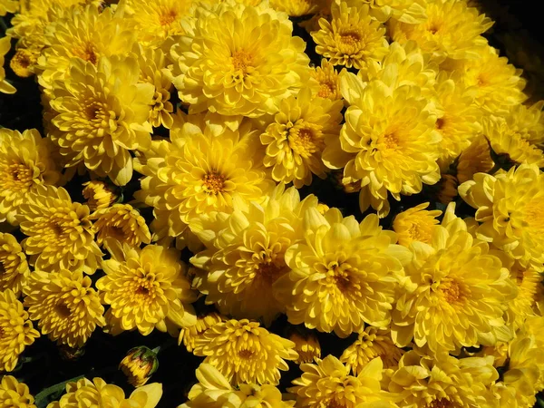 Crisantemos Color Amarillo Ramo Primer Plano Tarjeta Felicitación Para Boda — Foto de Stock