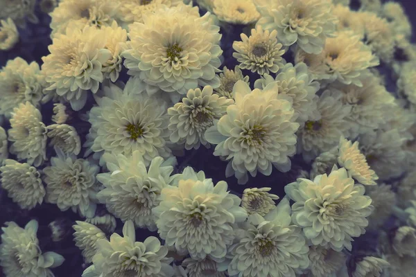 Chrysanthemen Von Weißer Gelber Farbe Bouquet Textur Aus Nächster Nähe — Stockfoto