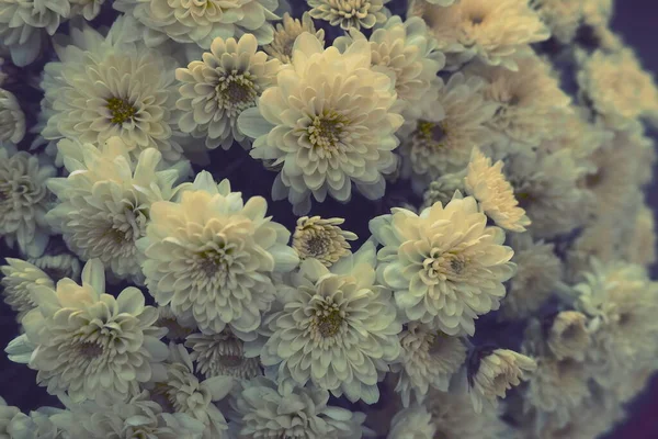 Chrysanthemen Von Weißer Gelber Farbe Bouquet Textur Aus Nächster Nähe — Stockfoto