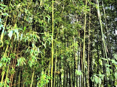 Bambusa bambu, Bambuseae alt familyasından Poaceae familyasına ait, Poaceae familyasından bir ebediyet bitkisi cinsidir. Asya 'nın tropikal ve tropikal bölgeleri, nemli tropikal bölgeler. Tahta saplı bambu kamışı.