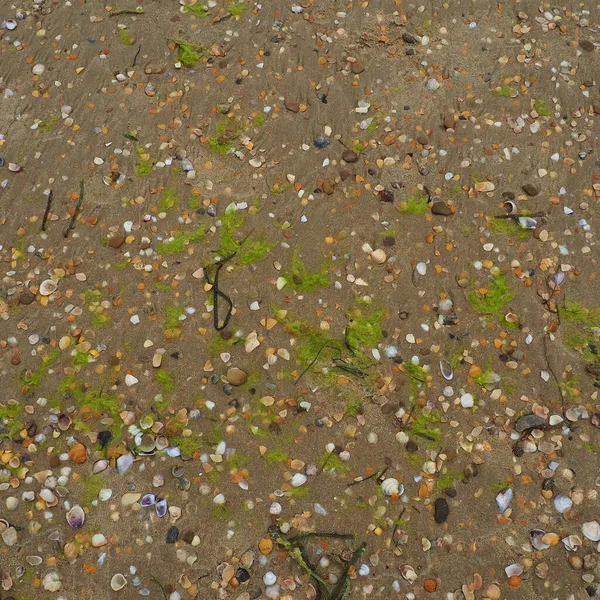 貝殻の背景 湿った粗石英砂 大雨の後のビーチ 嵐の後に天然の茶色の材料 長い緑の藻が海や海の水によって海岸に投げ込まれます — ストック写真