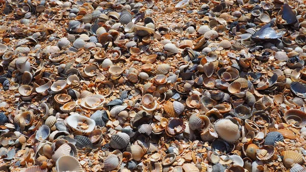 Shells Gastropods Bivalve Molluscs Living Azov Black Seas Golubitskaya Beige — Stock Photo, Image