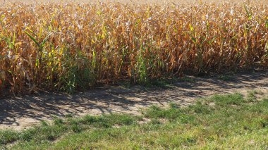 Şeker tohumu, ayrıca mısır tohumu Zea, Poaceae gevreği familyasının yetiştirilmiş tek temsilcisi olan yıllık bitkisel bitkidir. Mısır tarlası. Sonbaharda hasat et.