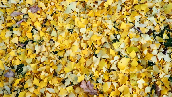 Bilobablätter Von Ginkgo Biloba Liegen Auf Dem Boden Gelbes Laub — Stockfoto