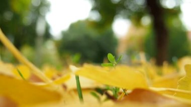 Ginkgo biloba yaprakları yere düşer. Sarı yapraklar ve dökülen yapraklar. Yeşil filiz. Ginkgo, yaprak döken jimnastik permaları cinsi, bitkileri toplayan cinsler. Şehir parkında ya da ormanda sonbahar. Doğal arkaplan