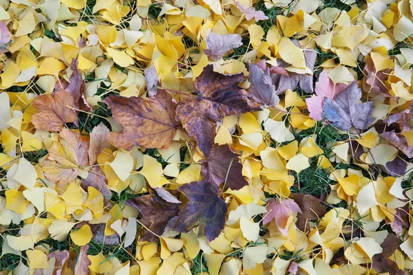 Ginkgo Biloba Blätter Und Ahornblätter Liegen Auf Dem Boden Gelbes — Stockfoto