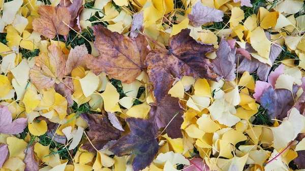 Ginkgo Biloba Blätter Und Ahornblätter Liegen Auf Dem Boden Gelbes — Stockfoto