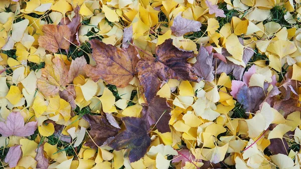 Ginkgo Biloba Liści Liści Klonu Leżących Ziemi Żółte Brązowe Bordowe — Zdjęcie stockowe