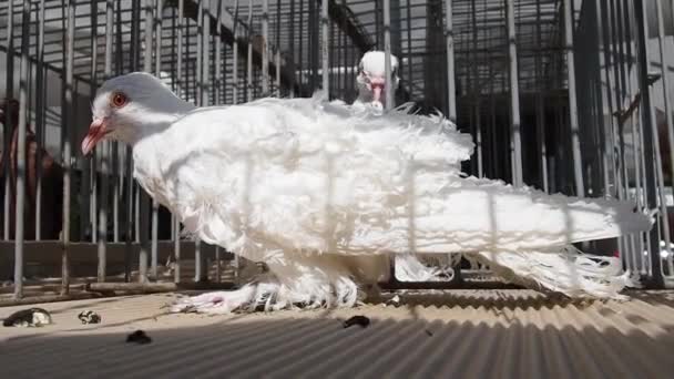 Pigeon Hongrois Bouclé Oiseau Blanc Famille Des Pigeons Dans Une — Video