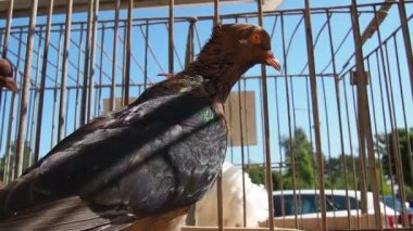 İliryalı güvercin, Columba Illyrica, ya da Dalmaçyalı güvercin, Dalmaçyalı gimpla ya da Archangel olarak da bilinir. Kahverengi tüysüz ve siyah kanatlı güvercin. Sergide kafesteki kuş. Kuş yetiştiriciliği.