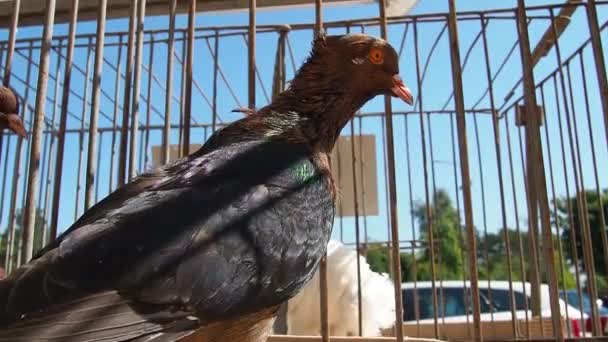 イリュリアの鳩 コロンバのイリュリア またはダルマチアの鳩 ダルマチアのジンパまたは大天使とも呼ばれます 茶色の毛のない黒い翼を持つ鳩 展示会の檻の中の鳥 鳥の繁殖 — ストック動画