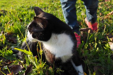 Garson kız çimlerin üzerinde siyah beyaz bir kedi yürüyor. Çocuk ayaklı ayakkabılar. Kedi korku içinde etrafına bakar. Evcil hayvanını temiz havada dolaştır. Hayvan için iyi bir besin.
