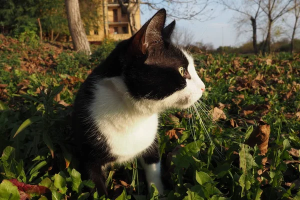 Svart Och Vit Katt Gräset Katten Ser Sig Omkring Ditt — Stockfoto