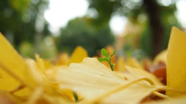 Listy Ginkgo Biloba Padají Zem Žluté Listí Podzimní Listy Zelená — Stock video