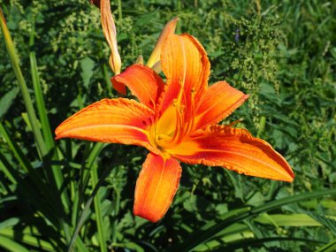 Hemerocallis lilenik, Asphodelaceae familyasından bir bitki cinsidir. Altı yapraklı güzel turuncu zambak çiçekleri. Uzun ince yeşil yapraklar. Çiçek açma ve hasat üretimi bir hobi olarak.