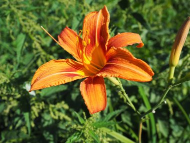 Hemerocallis lilenik, Asphodelaceae familyasından bir bitki cinsidir. Altı yapraklı güzel turuncu zambak çiçekleri. Uzun ince yeşil yapraklar. Çiçek açma ve hasat üretimi bir hobi olarak.