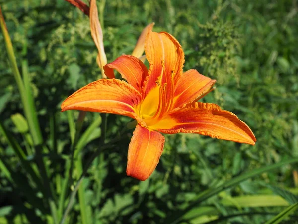 Hemerocallis lilenik, Asphodelaceae familyasından bir bitki cinsidir. Altı yapraklı güzel turuncu zambak çiçekleri. Uzun ince yeşil yapraklar. Çiçek açma ve hasat üretimi bir hobi olarak.