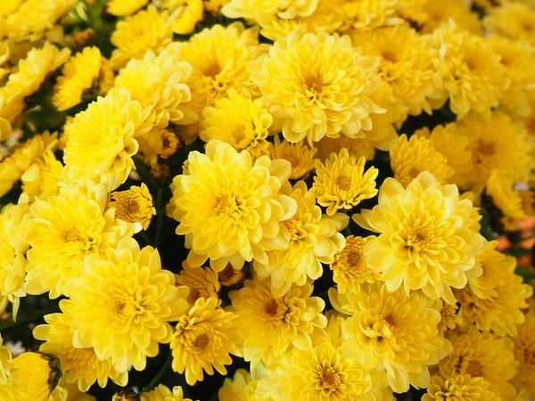 Chrysanthemums of yellow color in a bouquet. Close-up flower texture. Greeting card for wedding or birthday. Autumn flowers from the family Asteraceae or Dendranthema. Horizontal photo. Floral texture — Stock Photo, Image