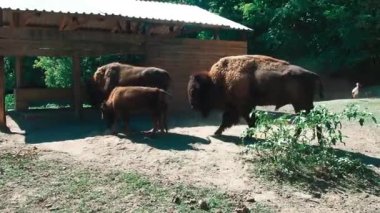 Bizon ya da bizon, çatallı toynaklı bir memeli türüdür. Erkek, dişinin altını koklarken dişi, besleyiciden yemek yer. Palic Hayvanat Bahçesi Sırbistan. Buzağılı bir bizon ailesi.