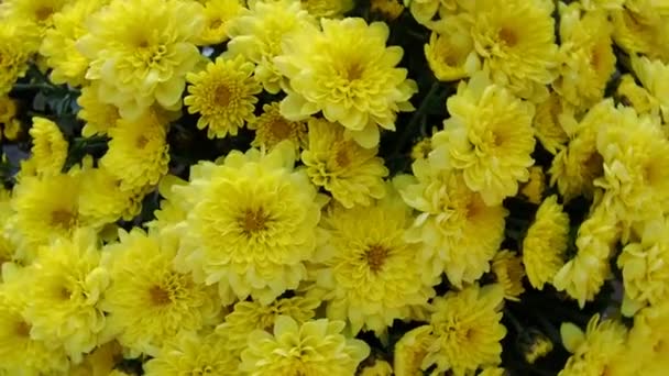Krysantemum av gul färg i en bukett. Vrider i en cirkel. Ovanifrån av buketten för bröllop eller födelsedag. Höstblommor från familjen Asteraceae eller Dendranthema. Blomkonsistens — Stockvideo