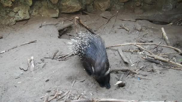 Crested porcupine, o peine porcupine Hystrix cristata, un miembro conocido de la familia Hystricidae. Un animal en tierra arcillosa se para y mira hacia otro lado. Agujas de lana negra y cerdas blancas. — Vídeos de Stock