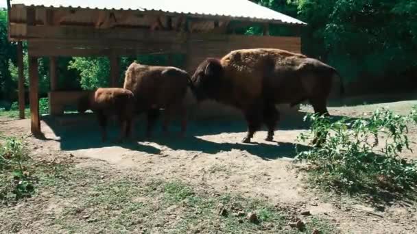 Bison eller amerikansk bisonoxe, klövdäggdjur från tjurstammen. Hanen sniffar honan medan hon äter från tråget. Zoo Palic Serbien. En bisonfamilj med en kalv. Kontroll av parningsberedskap. — Stockvideo