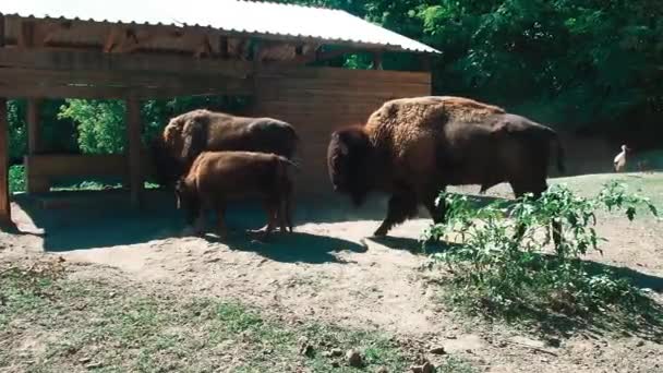 Bison, eller amerikansk bisonoxe, är en art av klövdjur från tjurstammen. Hanen sniffar på honans rumpa medan hon äter från mataren. Palic Zoo Serbien. En bisonfamilj med en kalv — Stockvideo