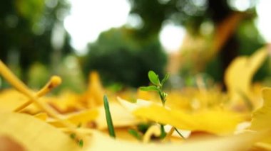 Ginkgo biloba yaprakları yere düşer. Sarı yapraklar ve dökülen yapraklar. Yeşil filiz. Ginkgo, yaprak döken jimnastik permaları cinsi, bitkileri toplayan cinsler. Şehir parkında ya da ormanda sonbahar. Doğal arkaplan