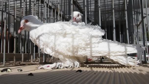 Pombo Húngaro Encaracolado Pássaro Branco Família Dos Pombos Numa Gaiola — Vídeo de Stock