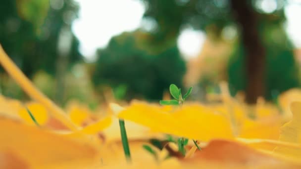 银杏叶落在地上 黄叶和落叶 绿色的芽 银杏属 落叶体操选手属 残余植物 在城市公园或森林里 自然背景 — 图库视频影像