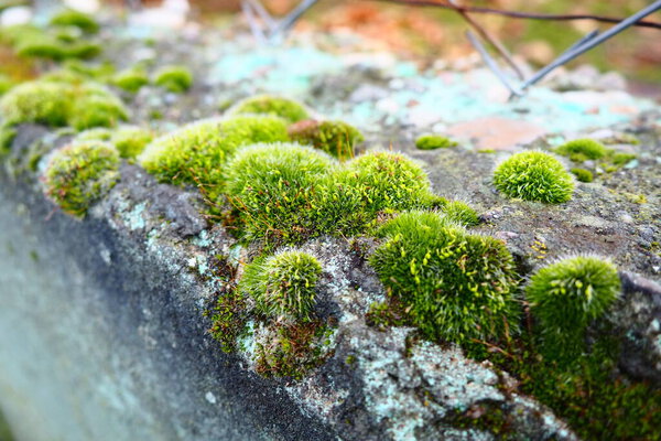Mossy higher plants or bryophytes. The theme of bryology, the science of mosses. Damp concrete covered with a bright green moss carpet. Beautiful natural plants. Soft focus.