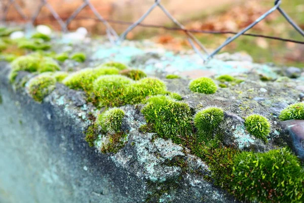 苔藓较高的植物或苔藓 生理学的主题苔藓的科学潮湿的混凝土被明亮的绿色苔藓地毯覆盖 美丽的自然植物 软焦点 — 图库照片