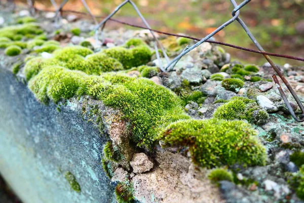 Mossy Plantas Superiores Briófitas Tema Briologia Ciência Dos Musgos Concreto — Fotografia de Stock