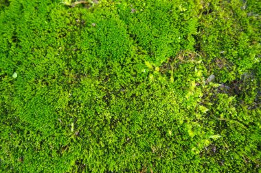 Yüksek yosunlu bitkiler ya da bryophytler. Broloji teması, yosun bilimi. Parlak yeşil bir yosun halısıyla kaplı nemli beton. Güzel doğal arka plan. Yumuşak odak.