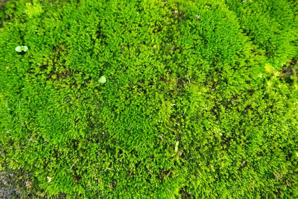 苔藓较高的植物或苔藓 生理学的主题苔藓的科学潮湿的混凝土被明亮的绿色苔藓地毯覆盖 美丽的自然背景软焦点 — 图库照片