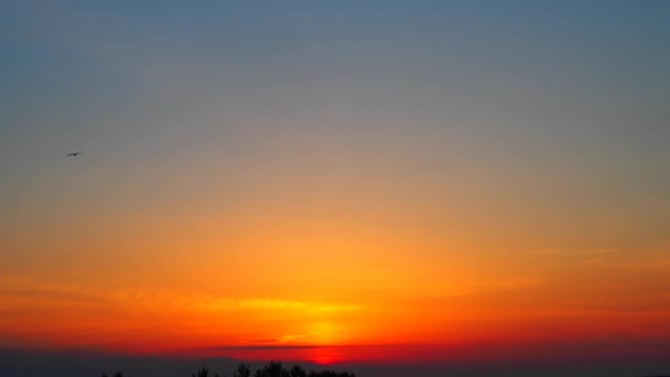 Die Möwe Fliegt Morgengrauen Über Den Himmel Gelborange Morgendämmerung Und — Stockvideo