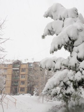 Cypress familyasından kozalaklı kozalaklı kozalaklı jimnastik cinsi Cupressaceae. Ağaç kar yığınının altında eğildi. Kar fırtınası ve kar fırtınasının sonuçları. Düşük sıcaklıklara ve soğuğa karşı bitki direnci
