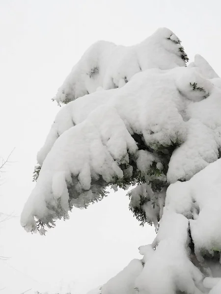 Thuja Gênero Ginospermas Coníferas Família Cupressaceae Árvore Curvou Sob Neve — Fotografia de Stock