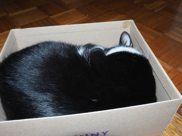 Eine Schwarz Weiße Katze Schläft Einem Karton Und Bedeckt Ihre — Stockfoto
