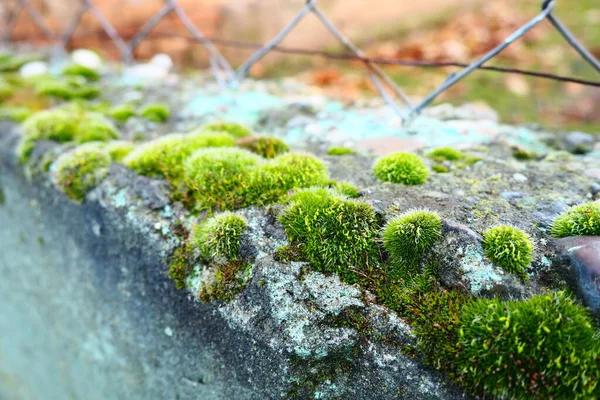 苔藓较高的植物或苔藓 生理学的主题苔藓的科学潮湿的混凝土被明亮的绿色苔藓地毯覆盖 美丽的自然植物 软焦点 — 图库照片