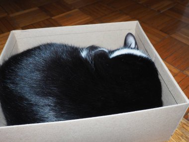 Siyah beyaz bir kedi, burnunu pençesiyle kapatarak karton bir kutuda uyur. Kutu parke zemininde. Evde kedi hayatı var. Kutular için kedi sevgisi.