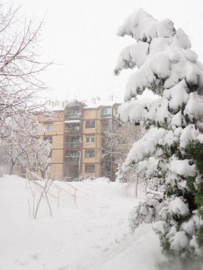 Cypress familyasından kozalaklı kozalaklı kozalaklı jimnastik cinsi Cupressaceae. Ağaç kar yığınının altında eğildi. Kar fırtınası ve kar fırtınasının sonuçları. Düşük sıcaklıklara ve soğuğa karşı bitki direnci.