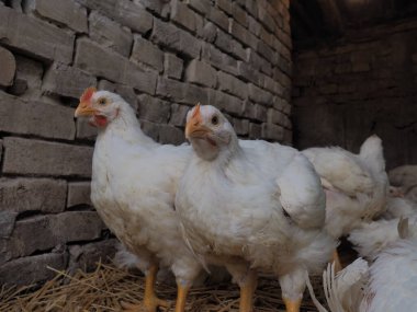 Beyaz tavuk çiftliği, gerçek manzara. Tavuklar köy ahırında. Yumurta ve et üretimi için kümes hayvanları yetiştiriyorum. Kümes hayvanları ve hayvancılık. Birçok kuş oturur ve yürür.