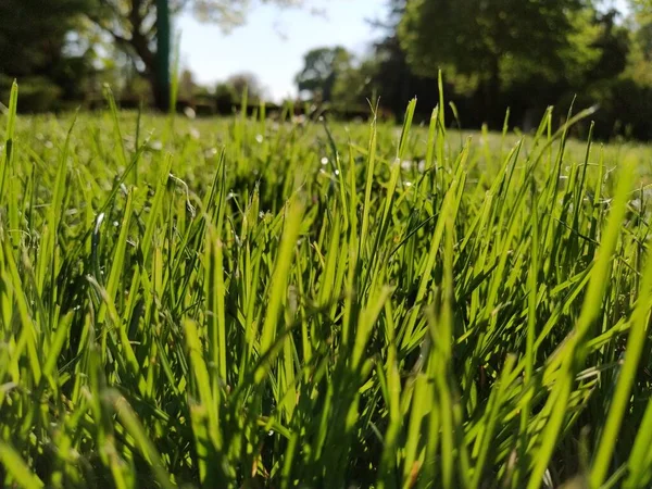 Green Grass Meadow Lawn City Park Trimmed Grass Sun Rays — Stock Photo, Image