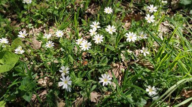 Orman denizyıldızı. Ormandaki narin beyaz çiçekler. Antidiyabetik ilaç, doğal tatlandırıcı. Güzel şifalı bitkiler. Kapat.