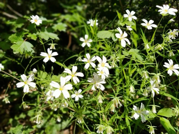 Étoile Mer Forestière Fleurs Blanches Délicates Dans Forêt Agent Antitidiabétique — Photo