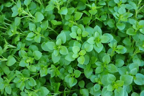 Stellaria Media Chickweed Chickweed Herb Added Salads Other Foods Favorite — Stock Photo, Image