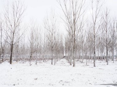 Bitki yetiştiriyorum. Sulak alanları kurutmak için hidrositler. Yeraltı sularının yüksek mevkilerine ve kentsel alanların sular altında kalmasına karşı savaş. Genç kavak kuşları. Bölgelerin boşaltılması. Kış.