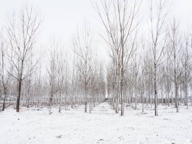 Bitki yetiştiriyorum. Sulak alanları kurutmak için hidrositler. Yeraltı sularının yüksek mevkilerine ve kentsel alanların sular altında kalmasına karşı savaş. Genç kavak kuşları. Bölgelerin boşaltılması. Kış.